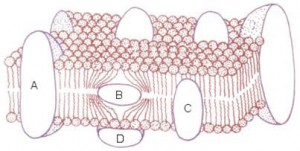 плазматическая мембрана: A, B, C - трансмембранные белки, D - периферический белок.