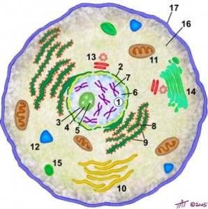 схема строения клетки: 1.&#x9;Ядро 2.&#x9;Ядерная мембрана 3.&#x9;Ядрышко 4.&#x9;РНК и белки 5.&#x9;Нуклеоли 6.&#x9;Хроматин 7.&#x9;ДНК, упакованная в хромосомы 8.&#x9;Шероховатый эндоплазматический ретикулум 9.&#x9;Рибосомы 10.&#x9;Гладкий эндоплазматический ретикулум 11.&#x9;Митохондрия 12.&#x9;Пероксисома 13.&#x9;Центриоль 14.&#x9;Комплекс Гольджи 15.&#x9;Лизосома 16.&#x9;Цитоплазма 17.&#x9;Плазматическая мембрана 